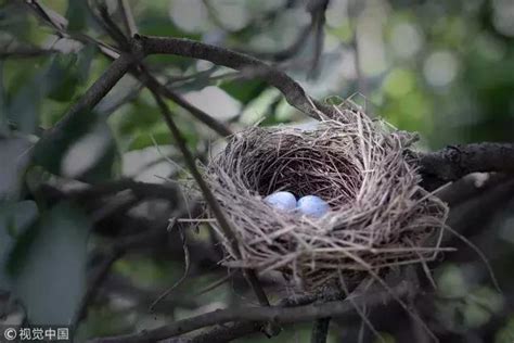 鳥築巢在家|鳥在家築巢代表什麼？